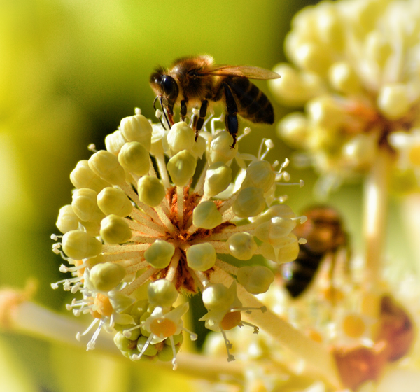 honey local honey local
