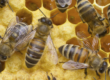 honey for sale