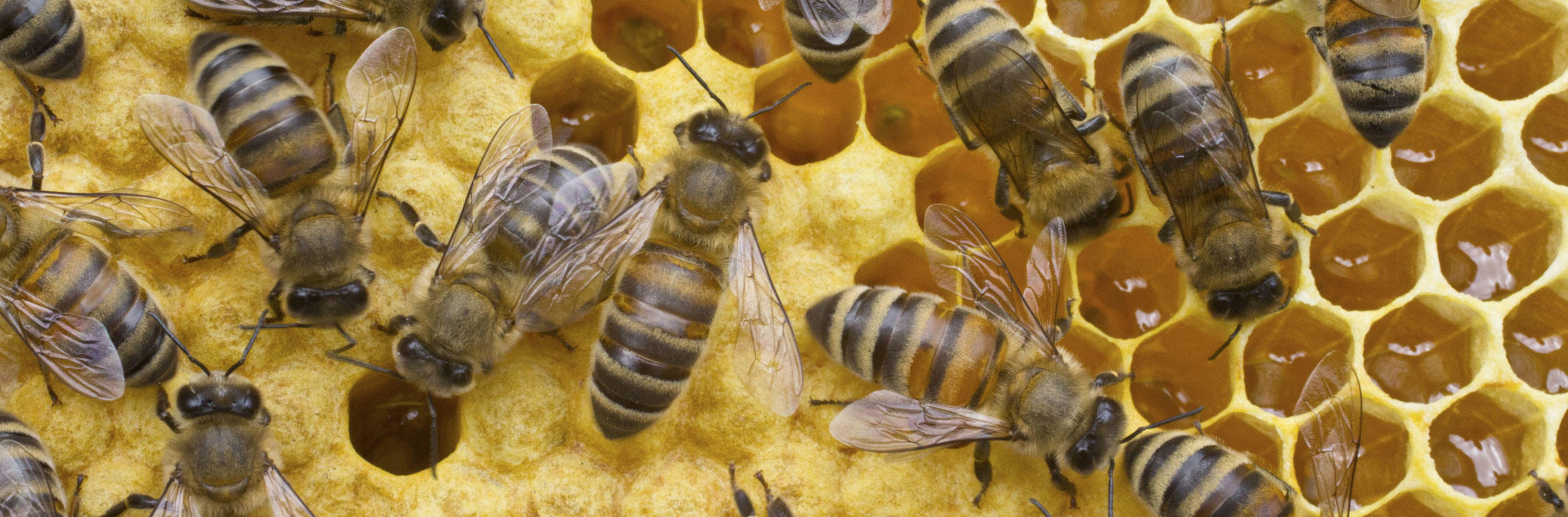 honey for sale honey for sale